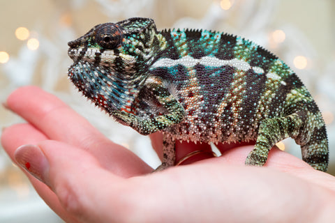 Holdbacks/Individuals: Ambilobe offspring from "Ranomandry-afo" (AKA Ice Fire) x "Traika-anoano" (AKA Abundant Blessing) - Hatched Nov 2025 - Male #3