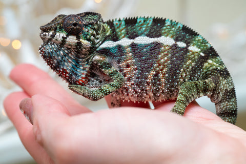 Holdbacks/Individuals: Ambilobe offspring from "Ranomandry-afo" (AKA Ice Fire) x "Traika-anoano" (AKA Abundant Blessing) - Hatched Nov 2025 - Male #3