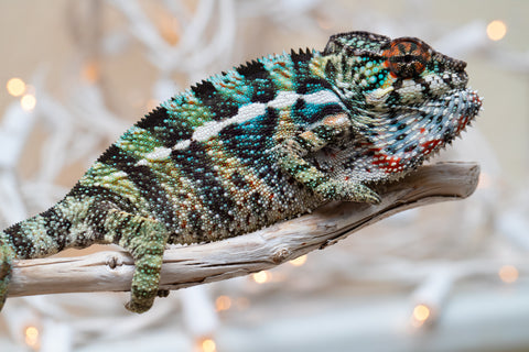 Holdbacks/Individuals: Ambilobe offspring from "Ranomandry-afo" (AKA Ice Fire) x "Traika-anoano" (AKA Abundant Blessing) - Hatched Nov 2025 - Male #3