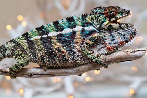 Holdbacks/Individuals: Ambilobe offspring from "Ranomandry-afo" (AKA Ice Fire) x "Traika-anoano" (AKA Abundant Blessing) - Hatched Nov 2025 - Male #3