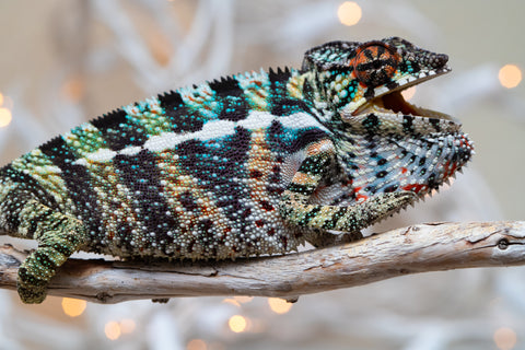 Holdbacks/Individuals: Ambilobe offspring from "Ranomandry-afo" (AKA Ice Fire) x "Traika-anoano" (AKA Abundant Blessing) - Hatched Nov 2025 - Male #3