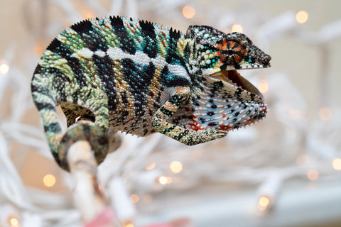 Holdbacks/Individuals: Ambilobe offspring from "Ranomandry-afo" (AKA Ice Fire) x "Traika-anoano" (AKA Abundant Blessing) - Hatched Nov 2025 - Male #3