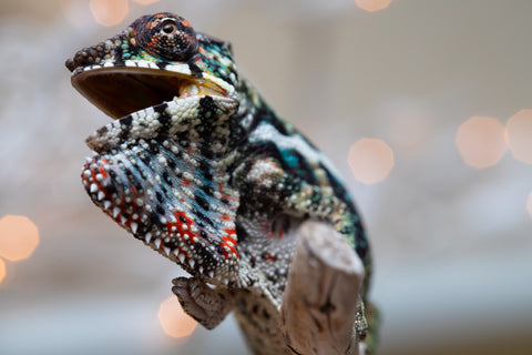 Holdbacks/Individuals: Ambilobe offspring from "Ranomandry-afo" (AKA Ice Fire) x "Traika-anoano" (AKA Abundant Blessing) - Hatched Nov 2025 - Male #3