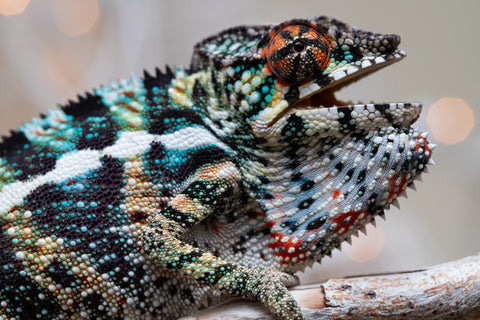 Holdbacks/Individuals: Ambilobe offspring from "Ranomandry-afo" (AKA Ice Fire) x "Traika-anoano" (AKA Abundant Blessing) - Hatched Nov 2025 - Male #3