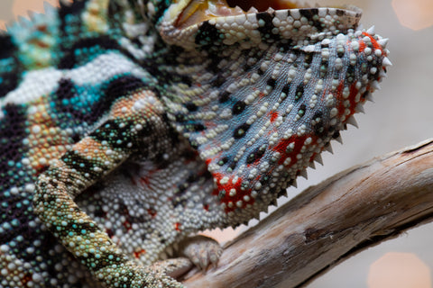 Holdbacks/Individuals: Ambilobe offspring from "Ranomandry-afo" (AKA Ice Fire) x "Traika-anoano" (AKA Abundant Blessing) - Hatched Nov 2025 - Male #3