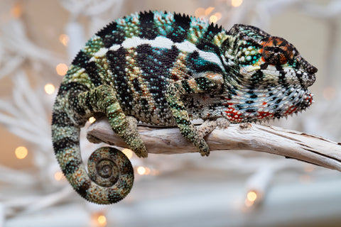 Holdbacks/Individuals: Ambilobe offspring from "Ranomandry-afo" (AKA Ice Fire) x "Traika-anoano" (AKA Abundant Blessing) - Hatched Nov 2025 - Male #3