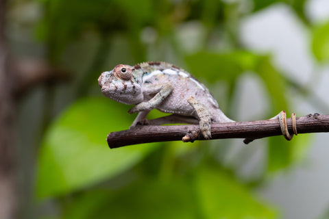 Ambilobe From "Ranomandry-afo" (AKA Ice Fire) x "Vony-tapoaka" (AKA Yellow Explosion) - Hatched August 2026 - Male #1