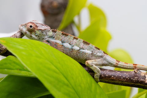 Ambilobe From "Ranomandry-afo" (AKA Ice Fire) x "Vony-tapoaka" (AKA Yellow Explosion) - Hatched August 2026 - Male #1