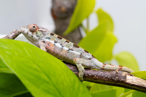Ambilobe From "Ranomandry-afo" (AKA Ice Fire) x "Vony-tapoaka" (AKA Yellow Explosion) - Hatched August 2026 - Male #1