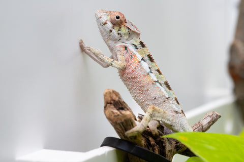 Ambilobe From "Ranomandry-afo" (AKA Ice Fire) x "Vony-tapoaka" (AKA Yellow Explosion) - Hatched August 2026 - Male #1
