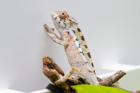 Ambilobe From "Ranomandry-afo" (AKA Ice Fire) x "Vony-tapoaka" (AKA Yellow Explosion) - Hatched August 2026 - Male #1