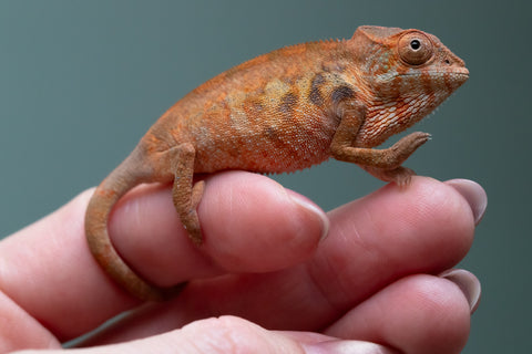 Ambilobe From "Rehitra-anaty" (AKA All-In) x "Karana Fahavaratra" (AKA Indian Summer) - Hatched July 2026 - Female #1