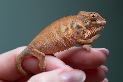Ambilobe From "Rehitra-anaty" (AKA All-In) x "Karana Fahavaratra" (AKA Indian Summer) - Hatched July 2026 - Female #1