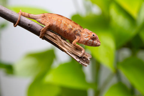 Ambilobe From "Rehitra-anaty" (AKA All-In) x "Karana Fahavaratra" (AKA Indian Summer) - Hatched July 2026 - Female #1