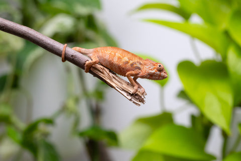 Ambilobe From "Rehitra-anaty" (AKA All-In) x "Karana Fahavaratra" (AKA Indian Summer) - Hatched July 2026 - Female #1