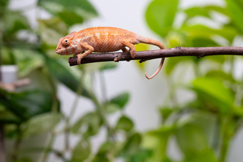 Ambilobe From "Rehitra-anaty" (AKA All-In) x "Karana Fahavaratra" (AKA Indian Summer) - Hatched July 2026 - Female #1