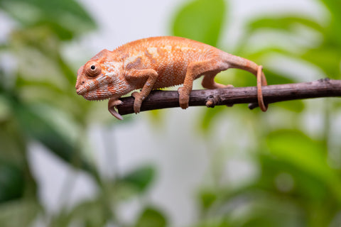 Ambilobe From "Rehitra-anaty" (AKA All-In) x "Karana Fahavaratra" (AKA Indian Summer) - Hatched July 2026 - Female #1