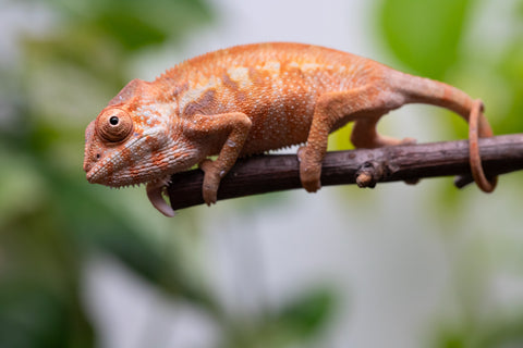 Ambilobe From "Rehitra-anaty" (AKA All-In) x "Karana Fahavaratra" (AKA Indian Summer) - Hatched July 2026 - Female #1