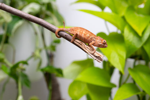 Ambilobe From "Rehitra-anaty" (AKA All-In) x "Karana Fahavaratra" (AKA Indian Summer) - Hatched July 2026 - Female #1