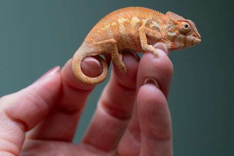 Ambilobe From "Rehitra-anaty" (AKA All-In) x "Karana Fahavaratra" (AKA Indian Summer) - Hatched July 2026 - Female #1