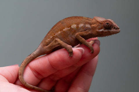 Ambilobe From "Rehitra-anaty" (AKA All-In) x "Karana Fahavaratra" (AKA Indian Summer) - Hatched July 2026 - Female #2