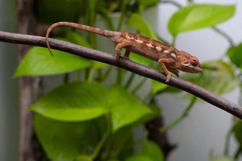 Ambilobe From "Rehitra-anaty" (AKA All-In) x "Karana Fahavaratra" (AKA Indian Summer) - Hatched July 2026 - Female #2