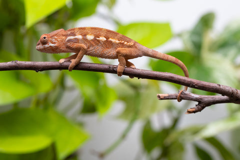 Ambilobe From "Rehitra-anaty" (AKA All-In) x "Karana Fahavaratra" (AKA Indian Summer) - Hatched July 2026 - Female #2