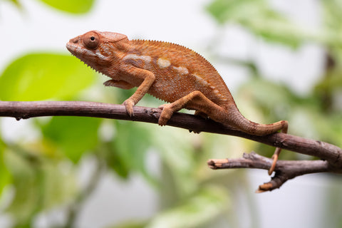 Ambilobe From "Rehitra-anaty" (AKA All-In) x "Karana Fahavaratra" (AKA Indian Summer) - Hatched July 2026 - Female #2