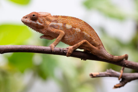 Ambilobe From "Rehitra-anaty" (AKA All-In) x "Karana Fahavaratra" (AKA Indian Summer) - Hatched July 2026 - Female #2