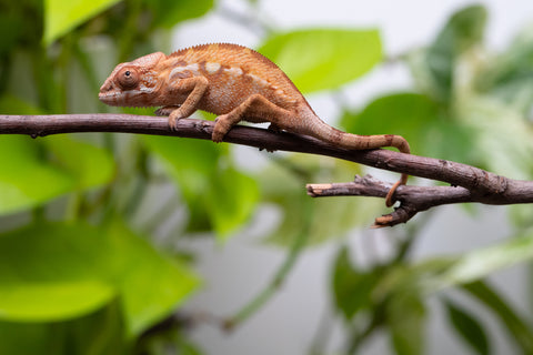 Ambilobe From "Rehitra-anaty" (AKA All-In) x "Karana Fahavaratra" (AKA Indian Summer) - Hatched July 2026 - Female #2