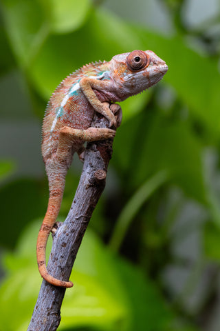 Ambilobe From "Rehitra-anaty" (AKA All-In) x "Karana Fahavaratra" (AKA Indian Summer) - Hatched July 2026 - Male #1