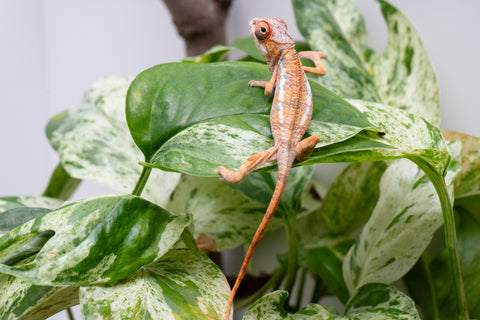 Ambilobe From "Rehitra-anaty" (AKA All-In) x "Karana Fahavaratra" (AKA Indian Summer) - Hatched July 2026 - Male #1