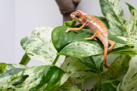 Ambilobe From "Rehitra-anaty" (AKA All-In) x "Karana Fahavaratra" (AKA Indian Summer) - Hatched July 2026 - Male #1