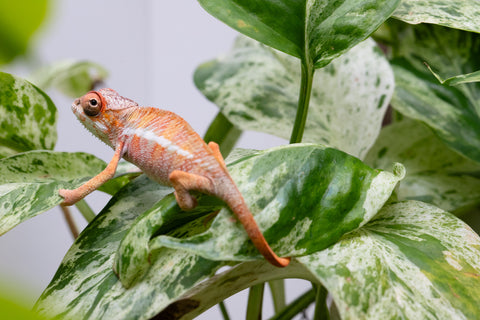 Ambilobe From "Rehitra-anaty" (AKA All-In) x "Karana Fahavaratra" (AKA Indian Summer) - Hatched July 2026 - Male #1