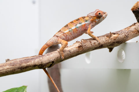 Ambilobe From "Rehitra-anaty" (AKA All-In) x "Karana Fahavaratra" (AKA Indian Summer) - Hatched July 2026 - Male #1
