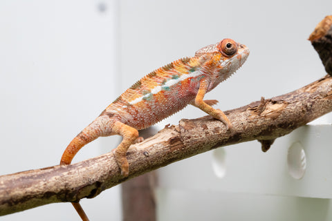 Ambilobe From "Rehitra-anaty" (AKA All-In) x "Karana Fahavaratra" (AKA Indian Summer) - Hatched July 2026 - Male #1