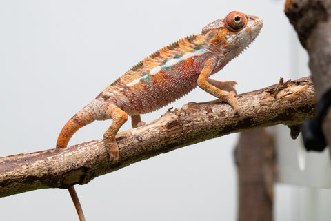 Ambilobe From "Rehitra-anaty" (AKA All-In) x "Karana Fahavaratra" (AKA Indian Summer) - Hatched July 2026 - Male #1