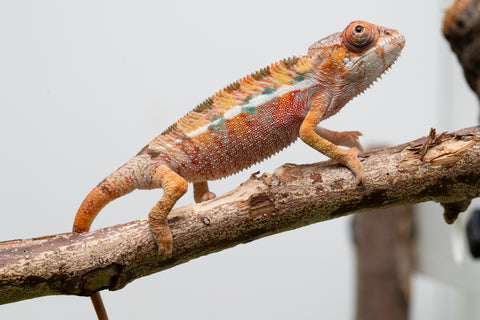 Ambilobe From "Rehitra-anaty" (AKA All-In) x "Karana Fahavaratra" (AKA Indian Summer) - Hatched July 2026 - Male #1