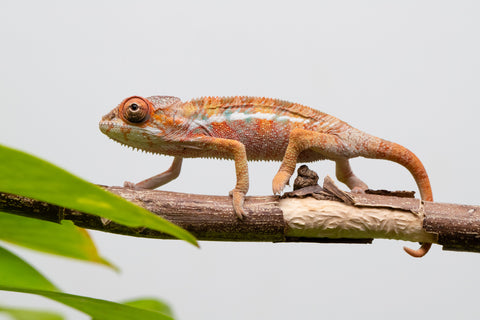 Ambilobe From "Rehitra-anaty" (AKA All-In) x "Karana Fahavaratra" (AKA Indian Summer) - Hatched July 2026 - Male #1