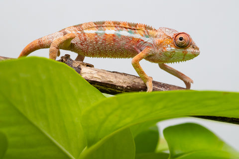 Ambilobe From "Rehitra-anaty" (AKA All-In) x "Karana Fahavaratra" (AKA Indian Summer) - Hatched July 2026 - Male #1