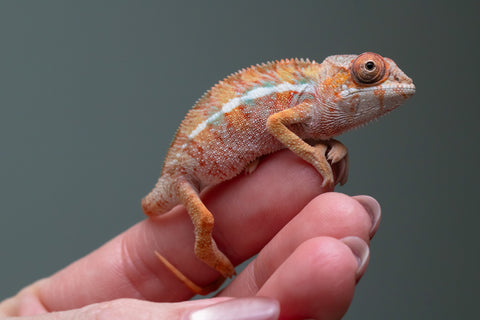 Ambilobe From "Rehitra-anaty" (AKA All-In) x "Karana Fahavaratra" (AKA Indian Summer) - Hatched July 2026 - Male #1