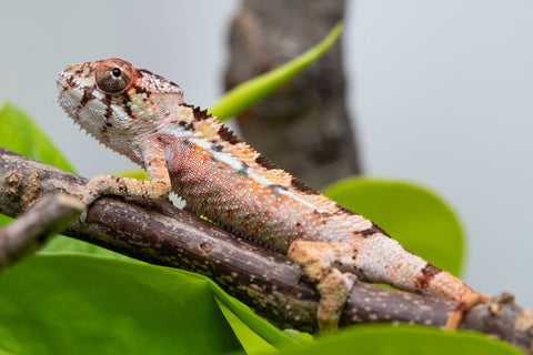 Ambilobe From "Rehitra-anaty" (AKA All-In) x "Karana Fahavaratra" (AKA Indian Summer) - Hatched July 2026 - Male #2