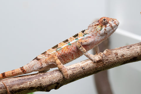 Ambilobe From "Rehitra-anaty" (AKA All-In) x "Karana Fahavaratra" (AKA Indian Summer) - Hatched July 2026 - Male #2