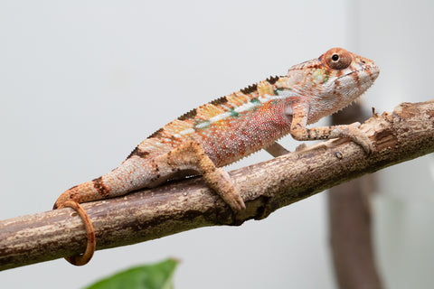 Ambilobe From "Rehitra-anaty" (AKA All-In) x "Karana Fahavaratra" (AKA Indian Summer) - Hatched July 2026 - Male #2