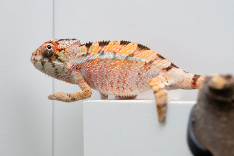 Ambilobe From "Rehitra-anaty" (AKA All-In) x "Karana Fahavaratra" (AKA Indian Summer) - Hatched July 2026 - Male #2
