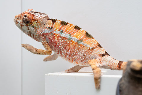 Ambilobe From "Rehitra-anaty" (AKA All-In) x "Karana Fahavaratra" (AKA Indian Summer) - Hatched July 2026 - Male #2