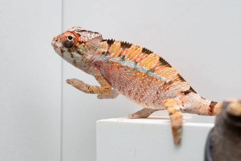 Ambilobe From "Rehitra-anaty" (AKA All-In) x "Karana Fahavaratra" (AKA Indian Summer) - Hatched July 2026 - Male #2