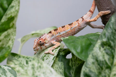 Ambilobe From "Rehitra-anaty" (AKA All-In) x "Karana Fahavaratra" (AKA Indian Summer) - Hatched July 2026 - Male #2