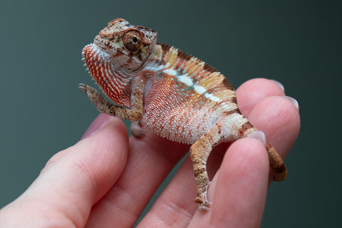 Ambilobe From "Rehitra-anaty" (AKA All-In) x "Karana Fahavaratra" (AKA Indian Summer) - Hatched July 2026 - Male #2