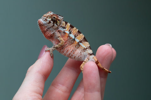 Ambilobe From "Rehitra-anaty" (AKA All-In) x "Karana Fahavaratra" (AKA Indian Summer) - Hatched July 2026 - Male #2